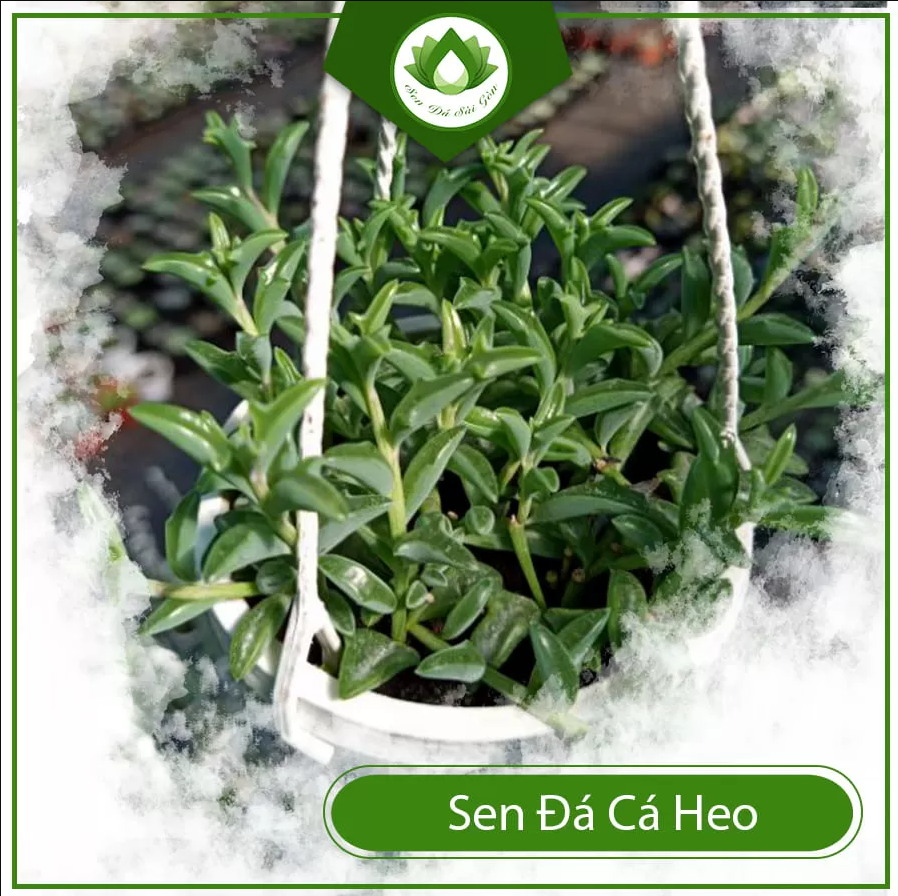 Sen đá cá heo